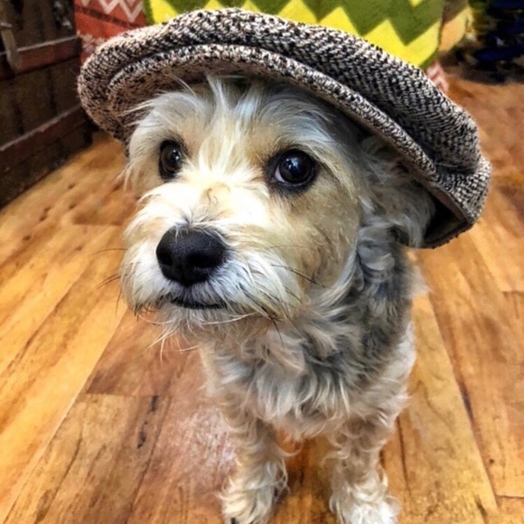 dog newsboy hat